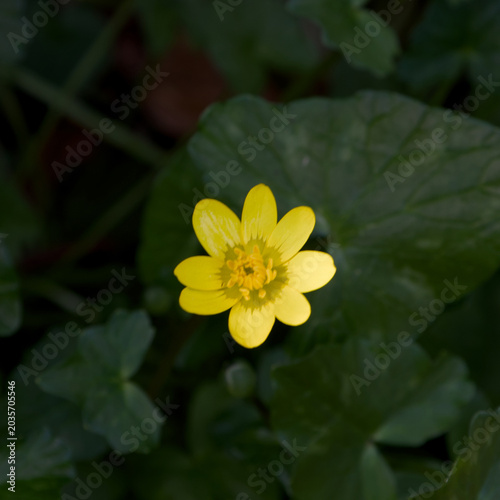 Canvas Print Bright yellow lesser celandine flower in bloom against a dark green natural background with shallow depth of field