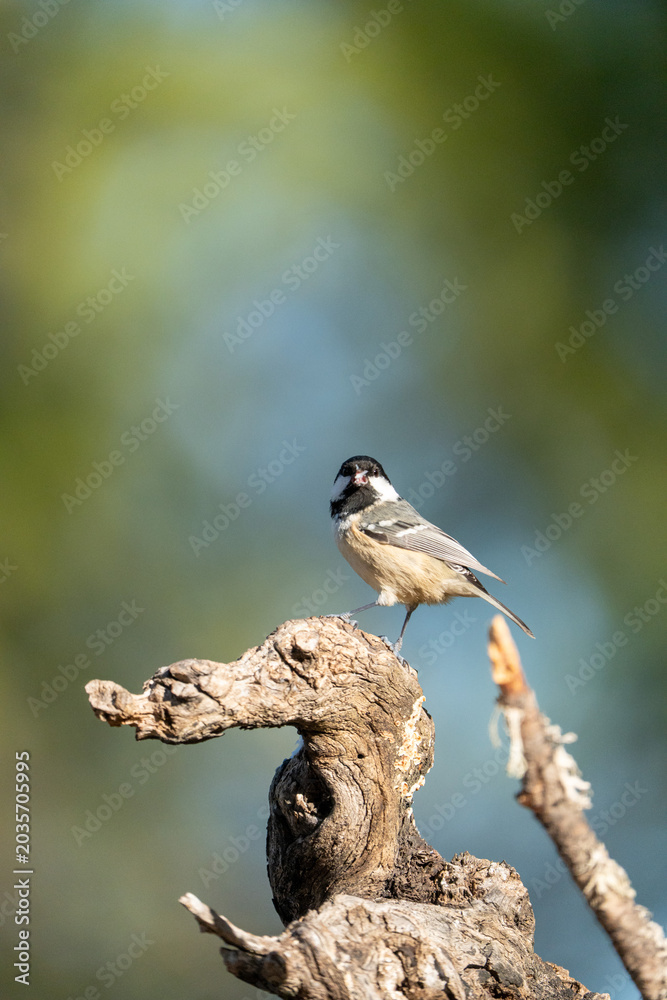 Fototapeta premium Coal tit (Periparus ater) photographed in Spain