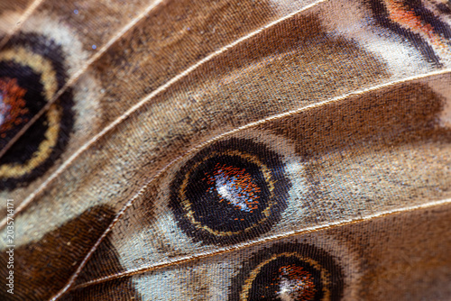 View of the intricate macro detail of a butterfly wing featuring prominent eyespots and textured scales in Hunawihr, Grand Est, France.