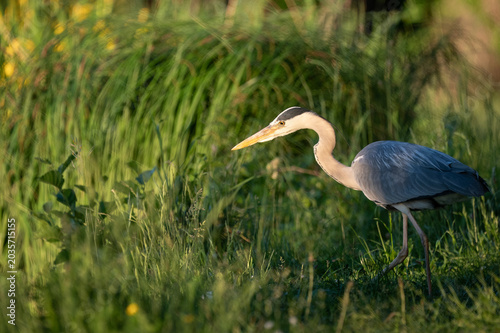 Obraz na plátně Grey Heron Walking Through Meadow at Golden Hour