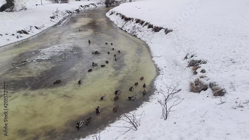 Ducks Swimming in Partially Frozen Winter Stream — Wildlife Background for Films