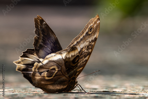 View of a brown owl butterfly with distinctive eye-spots resting on a textured surface Hunawihr, Grand Est, France.