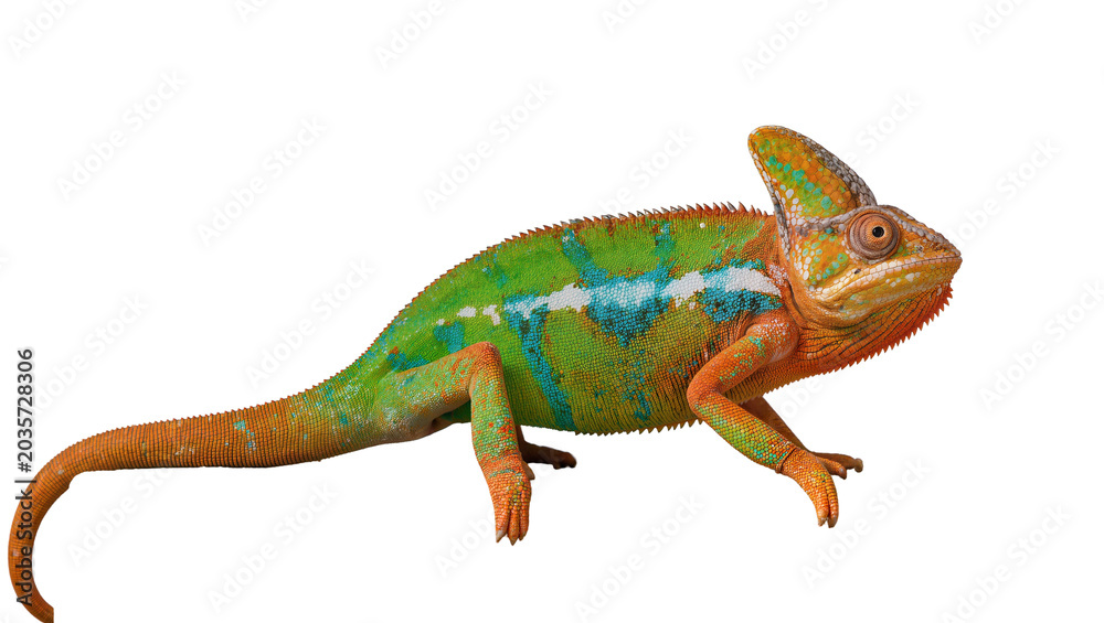 Fototapeta premium Isolated vibrant chameleon with striking orange, green, and blue scales on its body