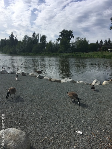 ducks on the lake