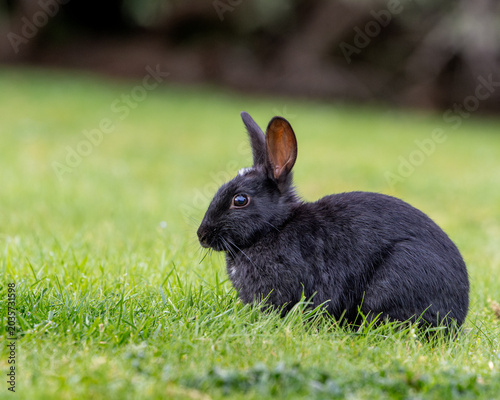 Black rabbit sits calmly on vibrant green grass