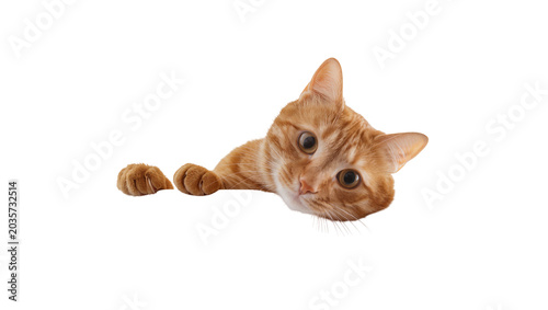 Fotografía Isolated curious ginger cat peeking over a blank surface, adorable tabby kitty f