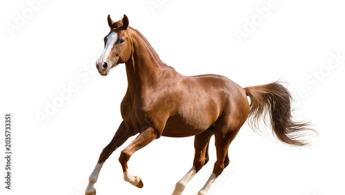 Foto Isolated graceful Akhal-Teke horse galloping with energy, beautiful movement and powerful stride