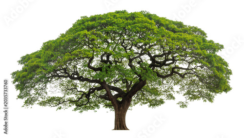Foto Isolated lush green tropical tree with a wide crown of foliage and strong intric