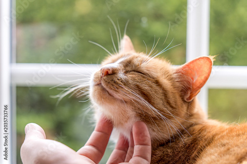 Canvas Print Ginger cat enjoying affectionate petting by human hand
