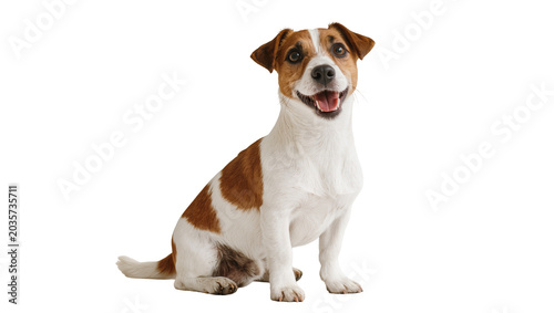 Foto Isolated friendly Jack Russell Terrier dog sitting, looking at camera with a hap