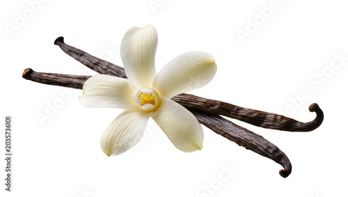 Quadro su tela Isolated vanilla flower with two dried aromatic vanilla pods for cooking and bak