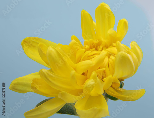Yellow Flower Abstract