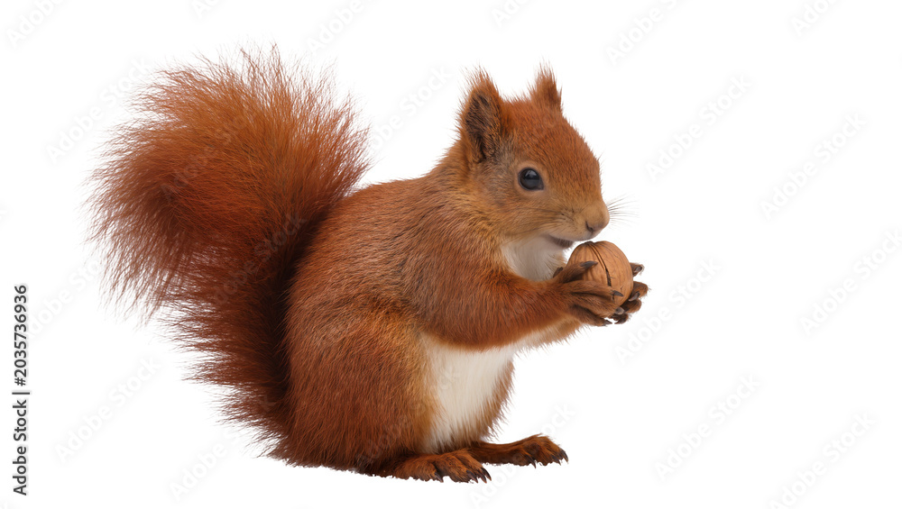 Fototapeta premium Isolated red squirrel standing and holding a walnut, furry animal portrait with bushy tail