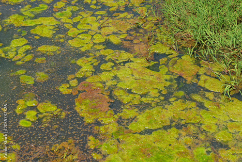 Photography Filamentous green algae floating on shallow wetland water, illustrating eutrophi