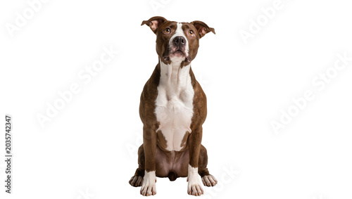 Bild auf Leinwand Isolated brown and white Pit Bull type dog sitting patiently, looking up with curious expression