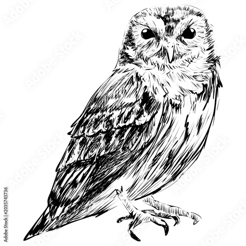 Photos Png Screech owl animal illustration, transparent background