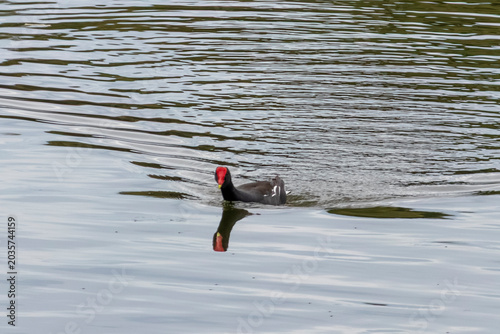 Tableau sur toile Common gallinule Gallinula galeata swimming in a pond