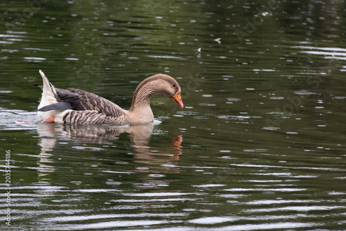 Картината върху платно Greylag goose Anser anser swimming in profile in dark pond water