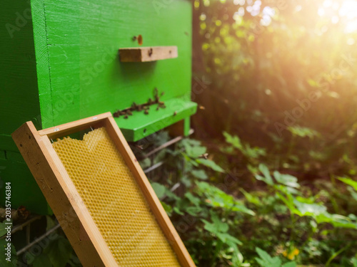 Принти на полотні Bright green beehive stands in sunlit woods