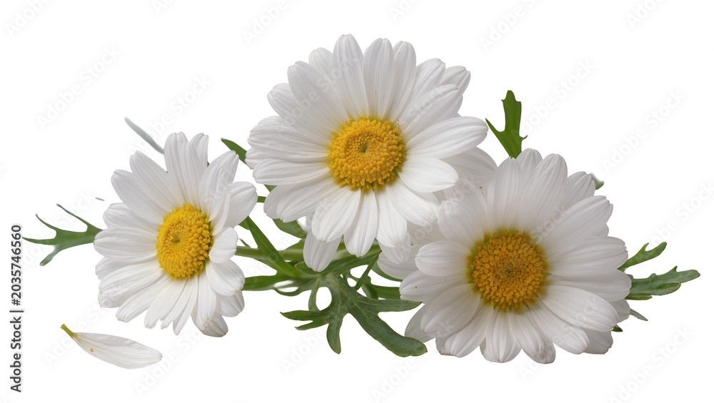 Fototapeta premium Isolated beautiful vibrant daisies, a small bunch with green foliage and a delicate fallen petal
