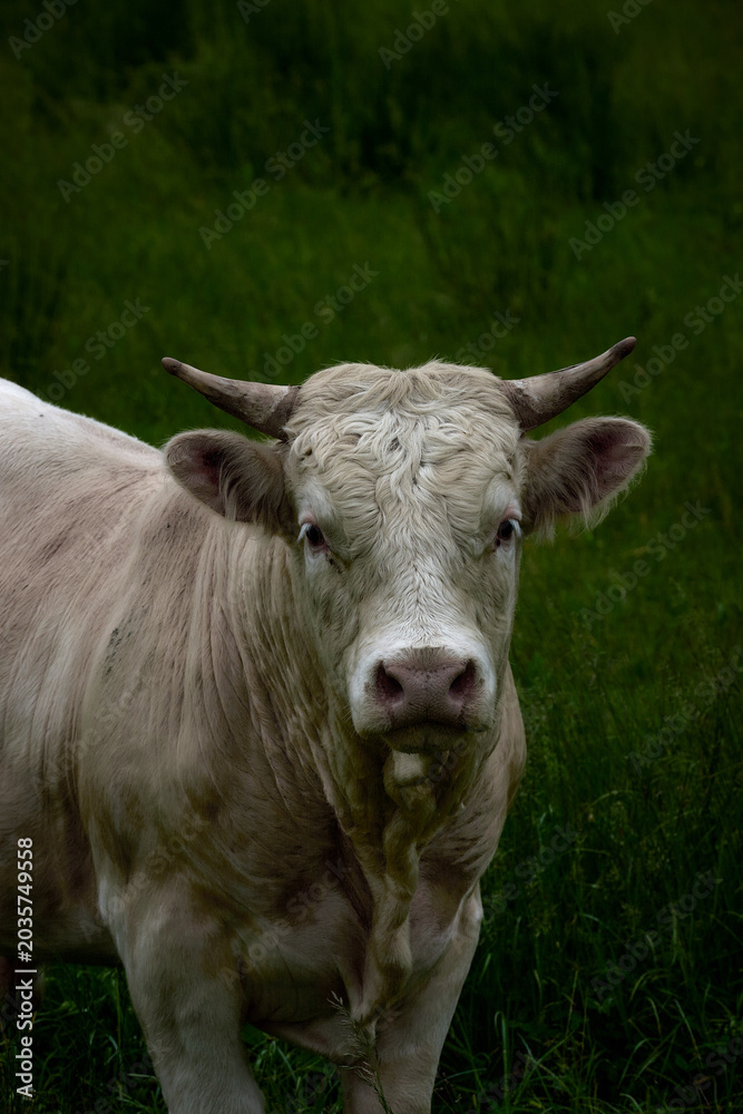 Obraz premium Cream-Colored Cow Looking at the Camera