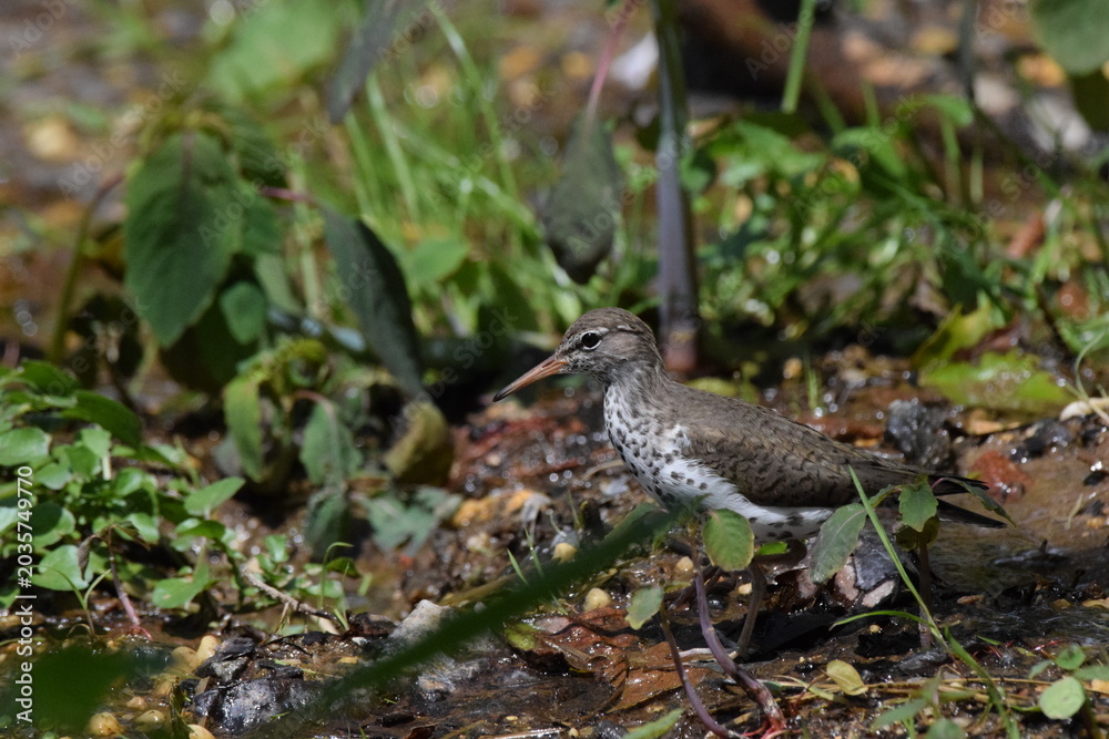 Obraz premium Spotted Sandpiper
