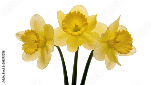 Photos Isolated three vibrant yellow daffodil flowers with green stems, beautiful natur