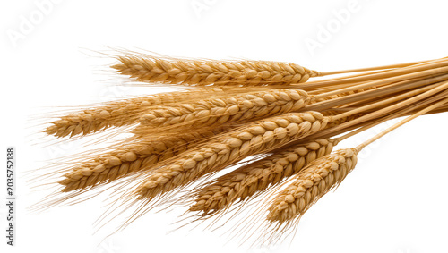 Bild auf Leinwand Isolated golden ripe wheat ears and stalks, dry cereal crop for harvest and food design