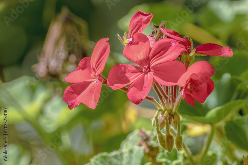 Tableau sur toile Crane-bill red flowers bighting under the light of  morning sun