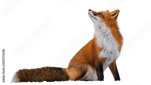 Bild auf Leinwand Isolated red fox looking up with curiosity, sitting in profile, detailed fur tex