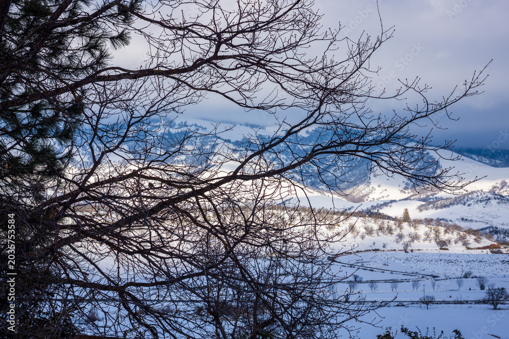 Fototapeta premium Trees In Winter