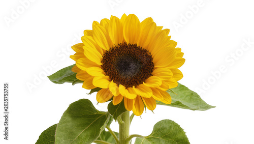 Bild auf Leinwand Isolated bright yellow sunflower plant in full bloom with green leaves on a stur