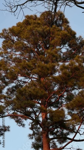 Panning shot of pine tree branches swaying against clear sky in woodland park during golden hour sunset