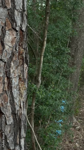 Panning slow motion tracking shot of pine tree trunk sliding to reveal dense woodland undergrowth along forest trail