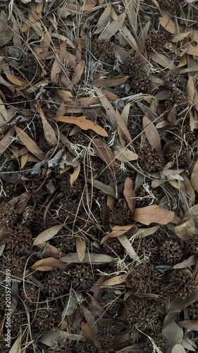 Panning slow tracking shot of eucalyptus leaves and seed pods drifting across woodland floor with dry autumn litter