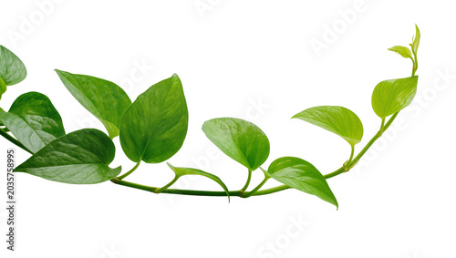 Obraz na płótnie Isolated vibrant green Pothos plant vine with lush heart-shaped leaves and delic