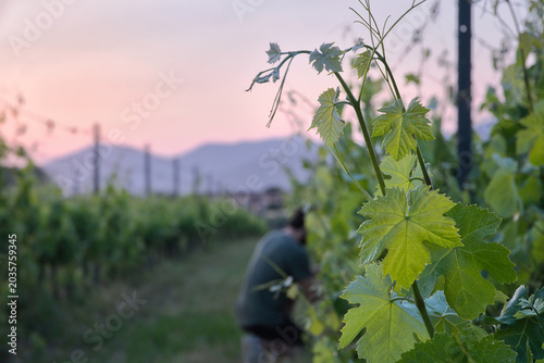 Sustainable agriculture in Italy: close-up of grapevine leaves with a winemaker working in the vineyard at sunset