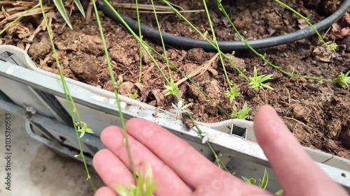 Spider Plant (Chlorophytum comosum) Growing in a Subtropical Greenhouse
