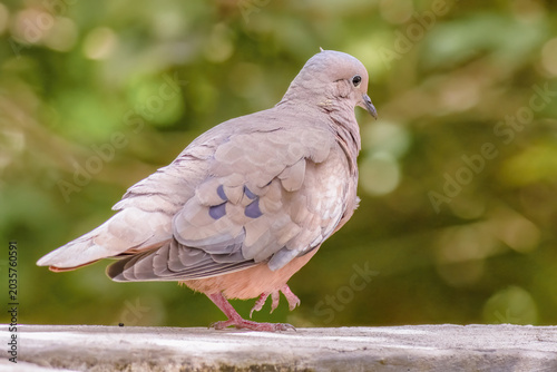 An eared dove walking on the edge of a concrete tank