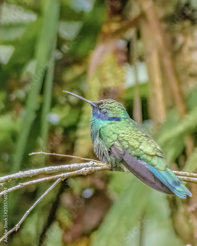 A sparkling violetear hummingbird perched on a twig