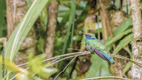 A sparkling violetear hummingbird perched on a twig