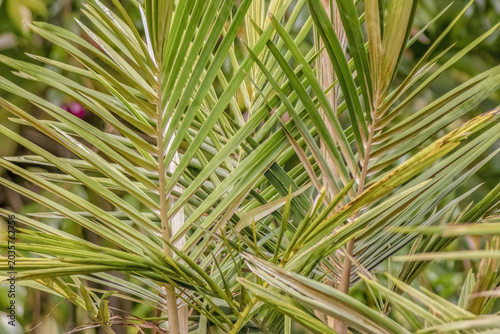 The leaves of young Quindio wax palms illuminated by the light of the afternoon  sun
