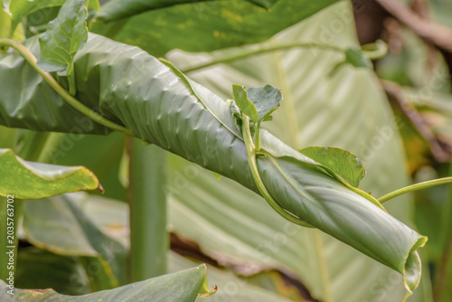 A madeira vine plant wrapped around of an Indian shot leaf