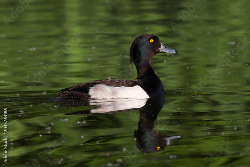 Fotografía Tufted Duck Male On Lake Green Reflections - 241E3005