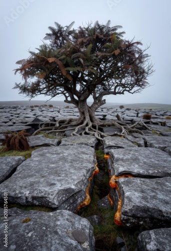 Gnarly tree with exposed roots on cracked limestone pavement with amber resin in crevices. Use: nature photography, geology, unusual landscapes.