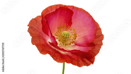 Fotografía Isolated beautiful vibrant red and pink poppy flower with intricate yellow stame