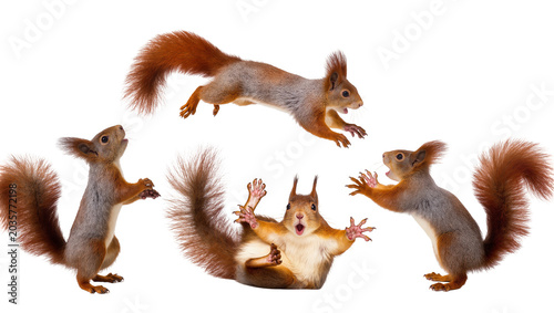 Tableau sur toile Isolated group of four excited red squirrels with fluffy tails jumping and react