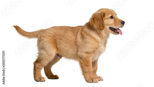 Foto Isolated adorable Golden Retriever puppy standing sideways looking right with to