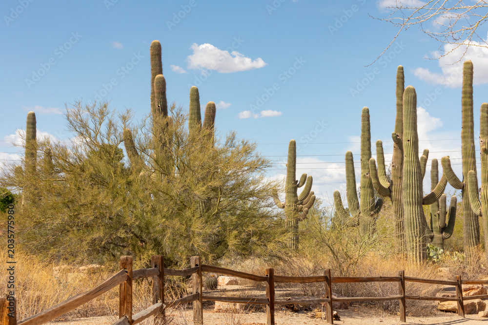 Fototapeta premium Landscape Riparian Preserve at Water Ranch. Gilbert. Arizona. Spring.