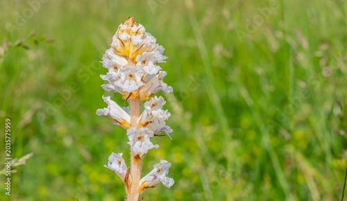 Orobanche crenata is a wild plant that grows naturally in suitable habitats.